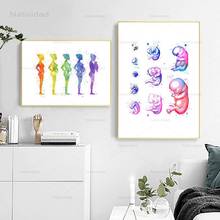 Pregnancy Fetus Development Abstract Art Posters Print Embryo Biology Medical Art Watercolor Canvas Paintings Obstetrician Gifts 2024 - buy cheap