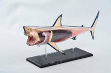 Transparent 4D Puzzle Assembling Animal Model Shark Anatomy Assembled Model with Bone and Organ 13.5cm*7cm*13cm Free Shipping 2024 - buy cheap