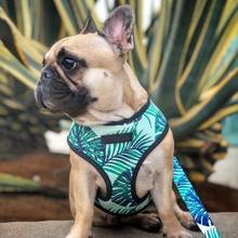 Breathable Small Dog Pet Harness Puppy Cat Vest Harness Collar For Chihuahua Pug Bulldog Cat arnes perro* 2024 - buy cheap