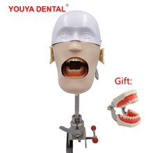 Head Model Dental Stimulator Resin Tooth Implant Practice Model Dentistry Phantom Manikins Teeth Modeling  For Training Teaching 2024 - buy cheap