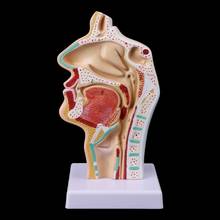 Adereços médicos modelo livre porte humano anatômico cavidade nasal garganta anatomia modelo médico ferramenta de ensino 2024 - compre barato