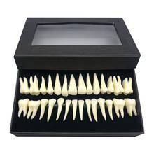 28 models teaching oral explanation materials dental oral monochrome permanent tooth model with root simulated tooth model 2024 - buy cheap