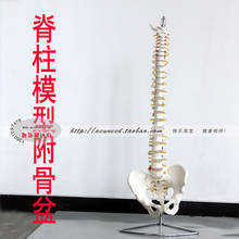 Modelo de columna vertebral para masaje y belleza, modelo de entrenamiento de rehabilitación, modelo de espina humana y pelvis 2024 - compra barato