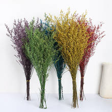 Colorful Natural Fresh Dried Preserved Flowers Lover's grass Paniculata Party Gift For DIY Wedding Decoration Display Home Decor 2024 - buy cheap