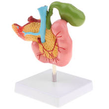 Lifesize Human Pancreas Duodenum Gallbladder Pathological Model with Blood 2024 - buy cheap