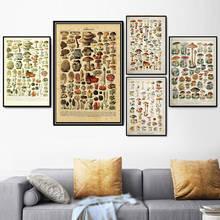 Nt050 cogumelos botânicos diagrama educacional champignons cartaz da arte da parede quadros de lona sala estar decoração casa 2024 - compre barato