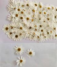 60pcs Pressed Dried White Pericallis Hybrida Flower Plants Herbarium For Epoxy Resin Jewelry Making Face Makeup Nail Art Craft 2024 - buy cheap