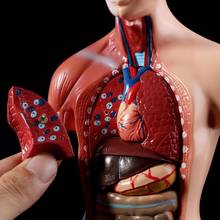 Corpo humano corpo corpo modelo anatomia órgãos internos anatômicos para o ensino 2024 - compre barato