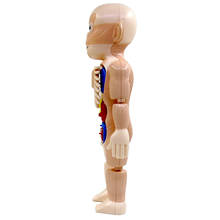 Игрушка 3D для анатомии человеческого тела, пластиковая модель для изучения человеческих органов, x 6x24 см 2024 - купить недорого