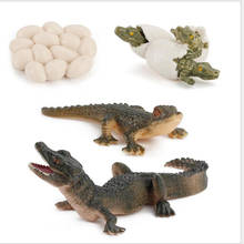 Simualtion Lifelike Nature Animal Life Cycle Alligator Growth Model Kids Child Pre-school Education Cognitive Biology Toys 2024 - buy cheap