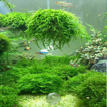 Новая мода аквариум мох Marimo шар живые растения фильтр для Java креветок аквариум Новинка 2024 - купить недорого