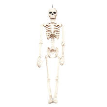 40cm Halloween Skeleton Toy Skeleton Full Body Halloween Skeleton With Movable Joints Halloween Horror Party Toys 2024 - buy cheap