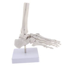 Life Size Anatomical 1:1 Human Foot Ankle Joint Skeleton Model, Medical Study Display Skeleton Medical Learning Tools 2024 - buy cheap