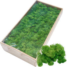 Real Natural Art Deco Variety Box Preserved Moss Frame Kits Flat For Green Wall Home Decor Craft Decorations Kerst Wedding DIY 2024 - buy cheap