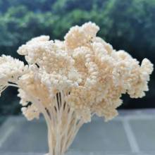 Buquê de flores secas em neve 20g/maço, buquê de flores secas durante a festa de casamento, buquê com display natural para decoração de casa ou natal 2024 - compre barato