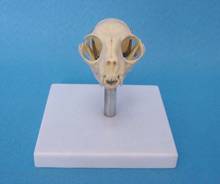 Cat Head Bone Skull Skeleton Model Cat Skull Anatomical Model Medical Science Teaching Veterinary Anatomy Animal Skeleton Model 2024 - buy cheap