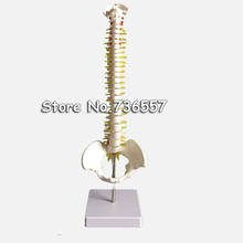 45CM Human Spine with Pelvic Model Human Anatomical Anatomy Spine Medical Model spinal column model+Stand Fexible 2024 - buy cheap