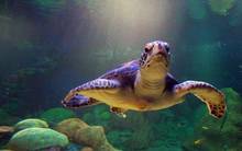 Giant Green Sea Turtle 2 Wall Sticker Silk Poster Art Light Canvas Home Decoration 2024 - buy cheap