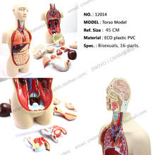 CMAM/12014 Torso,45cm,Bisexuals,16-parts, Plastic Human Body Teaching Anatomical Model 2024 - buy cheap