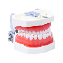 Removable Dental Model Dental Teeth Arrangement Practice Model With 28 pcs Dental Granule and Screw Teaching Simulation Model 2024 - buy cheap