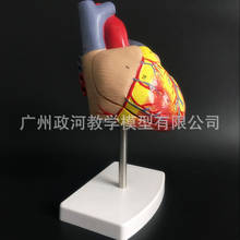 2parts 1:1 Life Size Human Heart Anatomical Model Medical Cardiology Cardia Anatomy Teaching Model 2024 - buy cheap