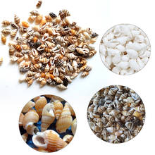 100pcs Natural Conch Shells Aquarium Decoration Home For DIY Crafts Or Party Decor Natural Sea Beach Shell Conch Seashells 2024 - buy cheap