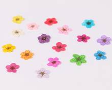 100pcs Pressed Dried Plum Blossom Flower Plant Herbarium For Times Gems Jewelry Pendant Rings Earrings Flower Making Accessories 2024 - buy cheap
