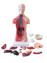 Human Torso Body Anatomy Model Heart Brain Skeleton 19 Parts, Detachable School Educational Human Torso Model 2024 - buy cheap