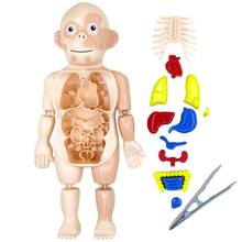 Brinquedo de anatomia do corpo humano, órgão educacional pré-escolar, diy, brinquedos montados para crianças, kits de aprendizado científico 2024 - compre barato