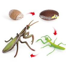 Worker Ant Animals Simulation Nest Growth Cycle Life Action Figures Figurine Miniature Baby Educational Cute Model Teaching Kids 2024 - buy cheap