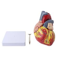 Disassembled Anatomical Human Heart Model Anatomy Medical Viscera Organs Medical Teaching Resource Tool 19QA 2024 - buy cheap