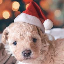 Gorro de invierno cálido para Gato, sombrero de Papá Noel para Navidad, Año Nuevo, gorro de felpa, suministros decorativos 2024 - compra barato