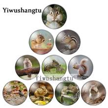 Cute animal Squirrel 10mm/12mm/18mm/20mm/25mm Round photo glass cabochon demo flat back Making findings ZB0543 2024 - buy cheap