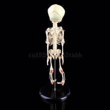 Single Head Baby Skull Human Research Model Skeleton Anatomical Brain Anatomy Teaching Study Display 2024 - buy cheap