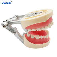 Dental Teeth Model 32 pcs Removable Teeth Teaching Study Typodont Demonstration Model Soft Gingivae Standard Adult Teeth Model 2024 - buy cheap