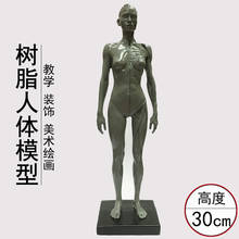 30cm Male Female Human Acupuncture Anatomical Anatomy Skull Blood Sculpture Head Body Model Muscle Bone Artist 2024 - buy cheap
