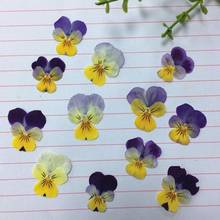 120pcs Dried Pressed Purple+Yellow+White Pansy Corydalis Suaveolens Hance Flower Plants Herbarium For Jewelry Postcard Making 2024 - buy cheap