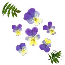 60pcs Pressed Dried Viola tricolor L. Flower  Plants Herbarium For Epoxy Resin Jewelry Making Postcard Frame Phone Case 2024 - buy cheap