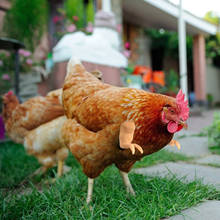 2021 frango brinquedo gag presente asas vestindo artificial dinossauro braços adereços pet temático festa engraçado pássaro decoração suprimentos para animais de estimação navio da gota 2024 - compre barato