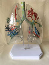 Modelo anatómico de pulmón transparente, modelo de segmento de pulmón, ayuda para la enseñanza médica, Cirugía Torácica, modelo de ciencia y educación de los pulmones 2024 - compra barato