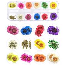 1 Box Real Pressed Flower Leaves Dried Daisy Flower Resin Art Jewelry Making X4YA 2024 - buy cheap