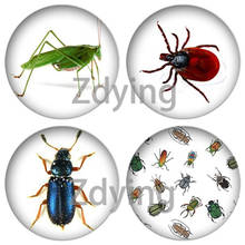 Zdying 10 pçs novo inseto pequenos insetos redonda de vidro cabochão arte imagem foto cúpula diy pingente charme para brincos jóias descobertas 2024 - compre barato