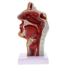 Modelo anatômico do corpo humano-1:1, modelo anatômico da cavidade nasal da garganta, modelo patológico, modelo escolar educacional 2024 - compre barato
