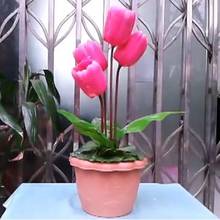 A vida tulipa estágio flor truques mágicos palco adereços mágicos brinquedos clássicos ilusão festa truque diversão super efeito brinquedos mágicos 2024 - compre barato