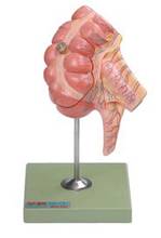 1:1 Life Size Human Cecal and Appendix Models Visceral Anatomical Medical Teaching Model 2024 - buy cheap