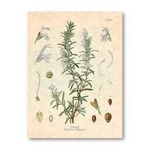 Póster Vintage con estampado de especias, hierbas, perejil, salvia, romero, tomillo, cuadro de arte de pared culinario, pintura en lienzo, Decoración de cocina 2024 - compra barato