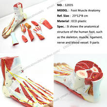CMAM/12035 Muscles of Foot with Main Vessels and Nerves, Plastic Human Body Muscle Teaching Anatomical Model 2024 - buy cheap