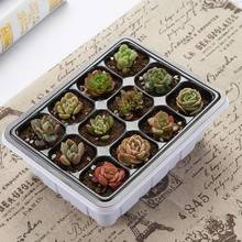 10 Sets Seed Trays 120 Cells Seedling Starter Tray Garden Plant Germination Kit Seed Starting Tray with e and Base, Hand Tool 2024 - buy cheap