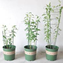 Опора для садовых растений 45 см 60 см, коническая опора для растений 2024 - купить недорого