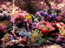 JMINE Div 5D Underwater coral marine Fish Full Diamond Painting cross stitch kits art Scenic 3D paint by diamonds 2024 - buy cheap